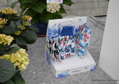 The hortensia genetics of Horteve are, together with that of Kolster Breeding, sold as Magical Hortensia's.